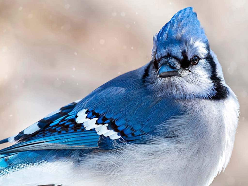 The Blue Jay's Spiritual Meaning in Various Traditions