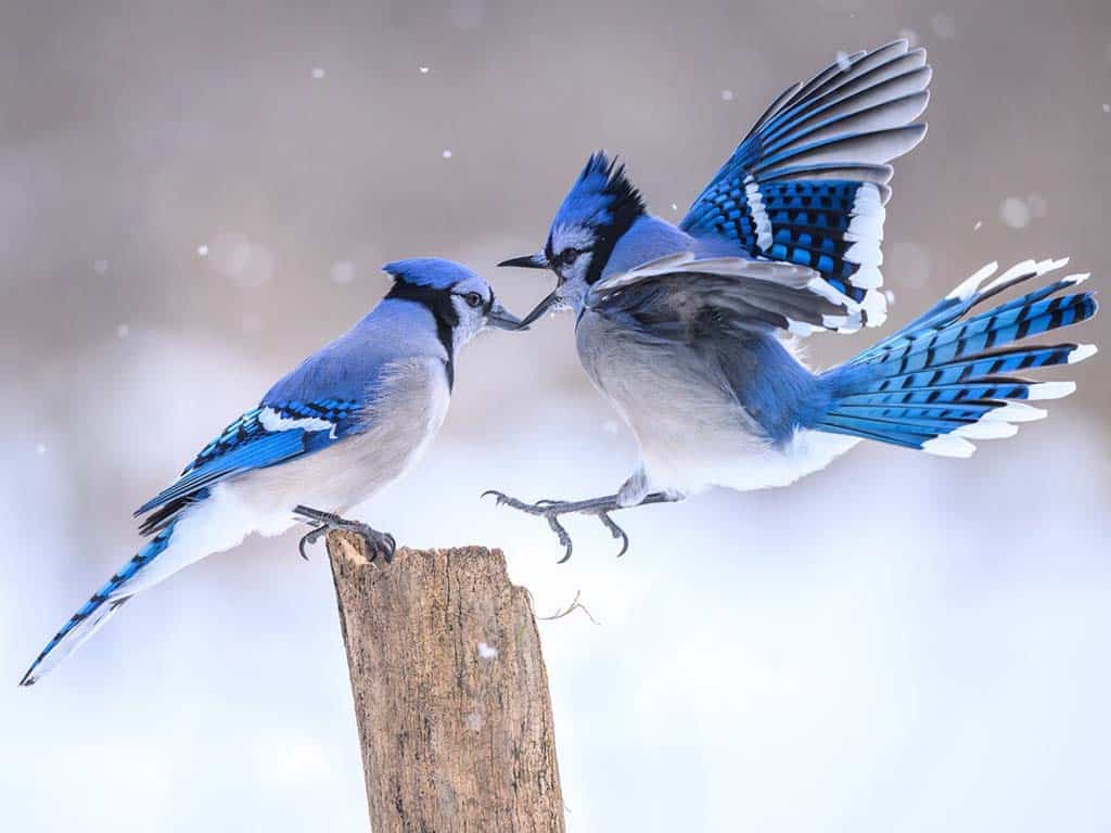 Blue Jay Spiritual Meaning in Cooperative Breeding