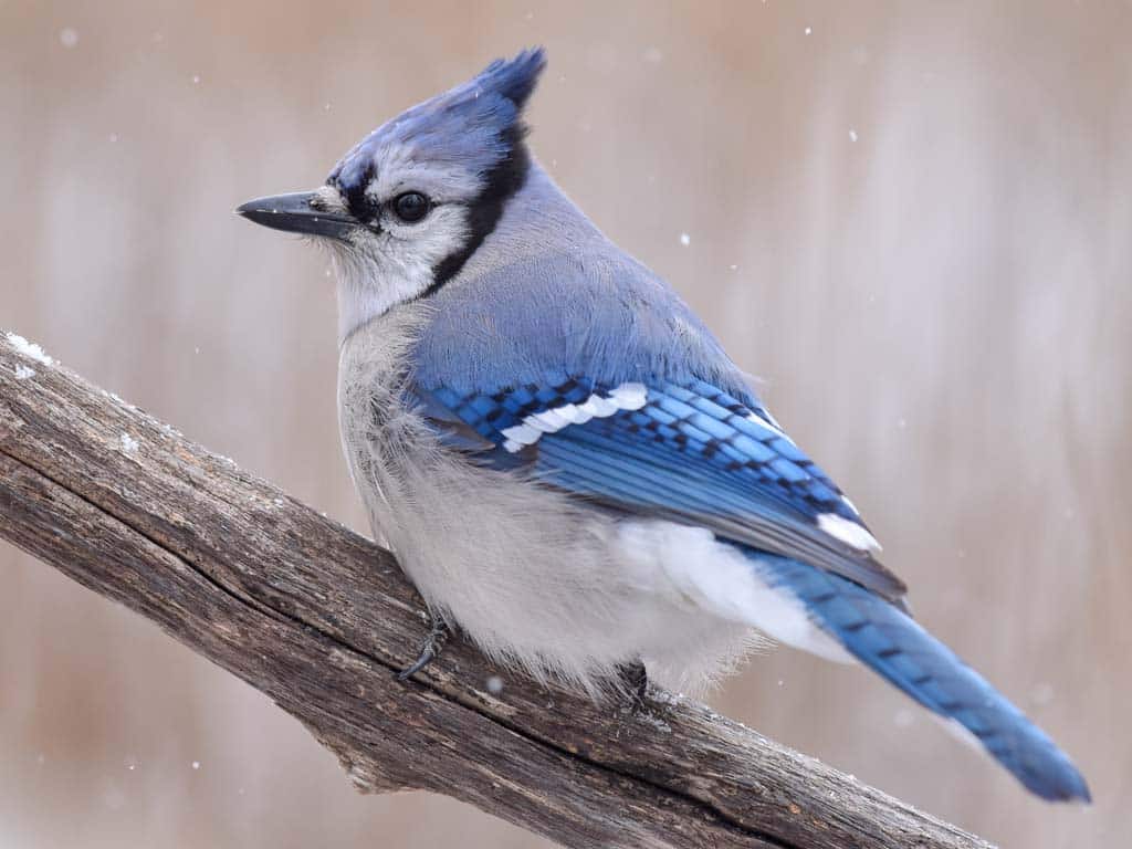 Transformation and Personal Growth: The Blue Jay's Spiritual Meaning in Journey