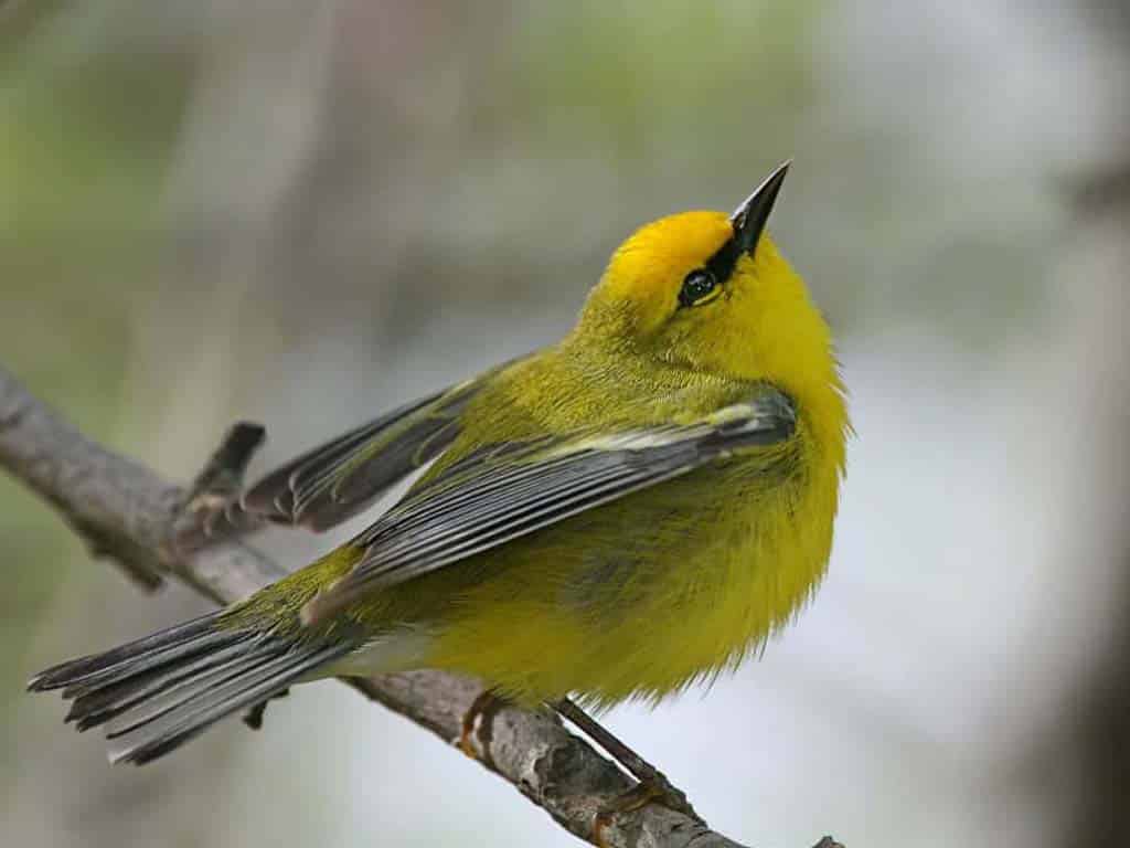 Blue-winged Warbler