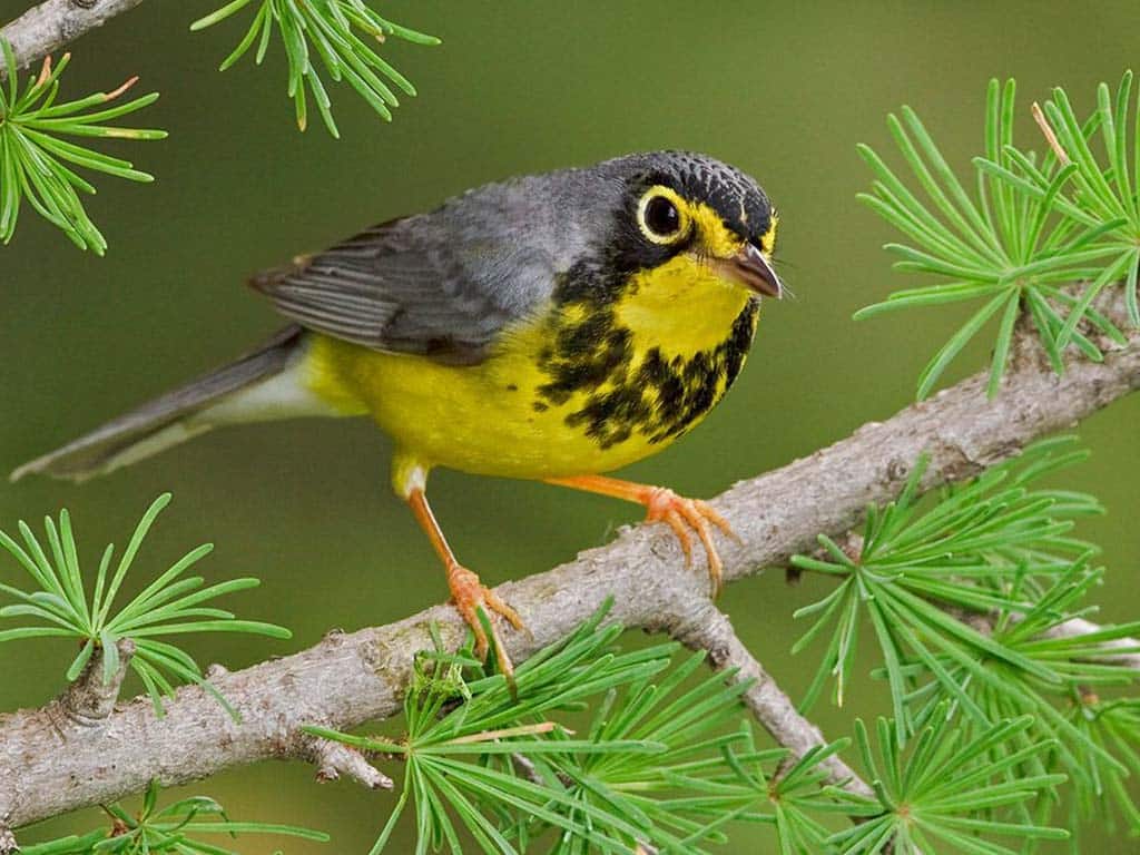 Canada Warbler