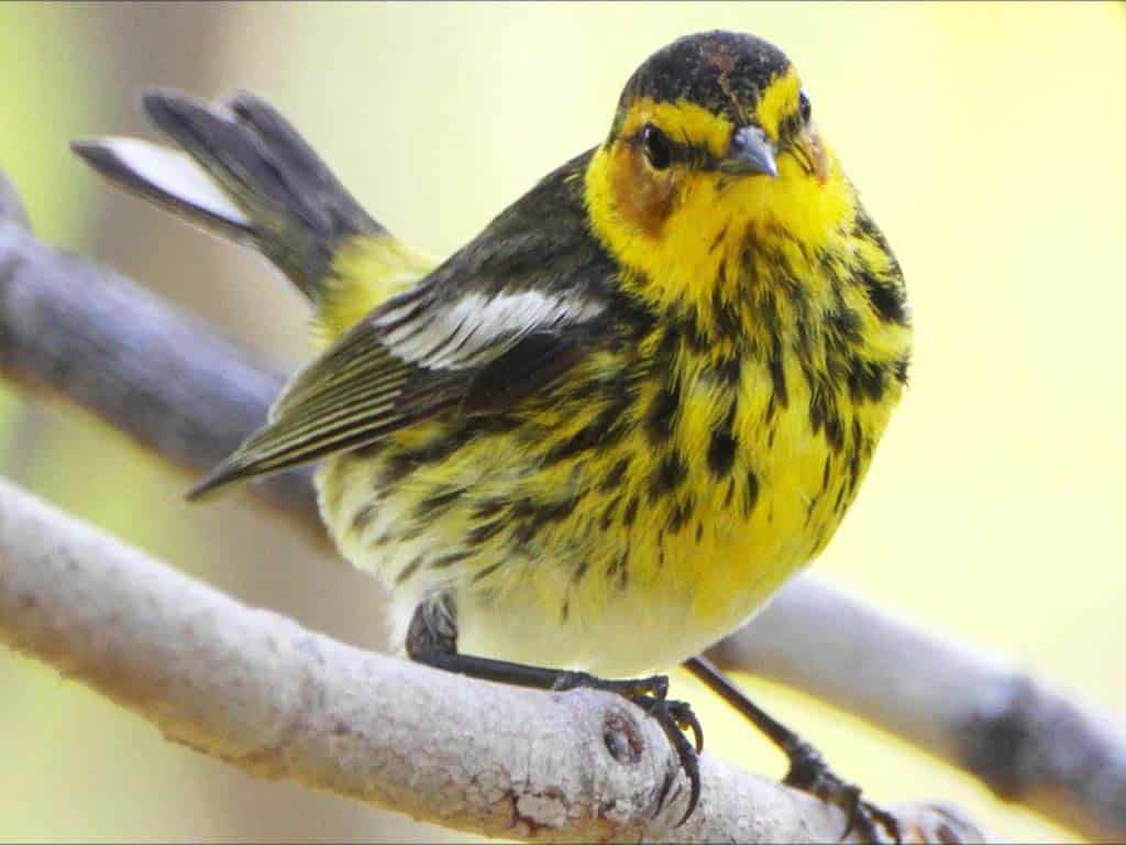 Cape May Warbler