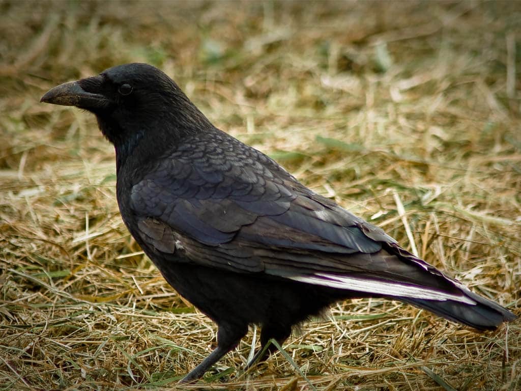 Carrion Crow: How Often Do They Eat Other Birds?