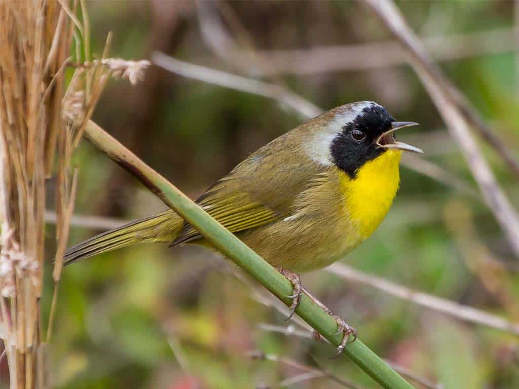 Common Yellowthroat