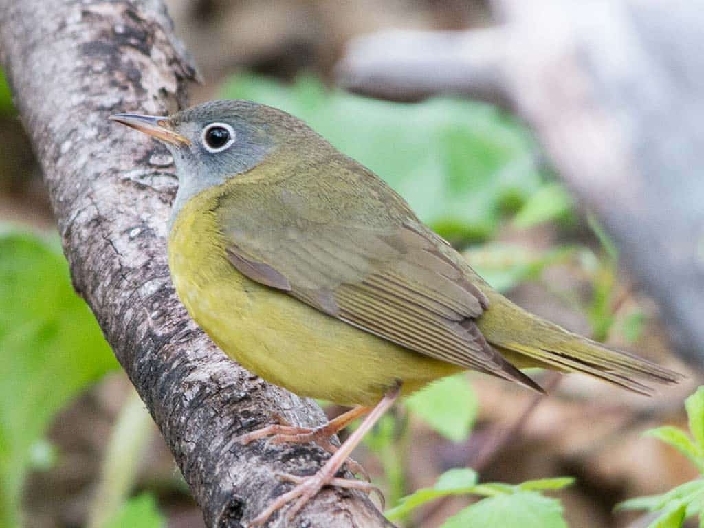 Connecticut Warbler