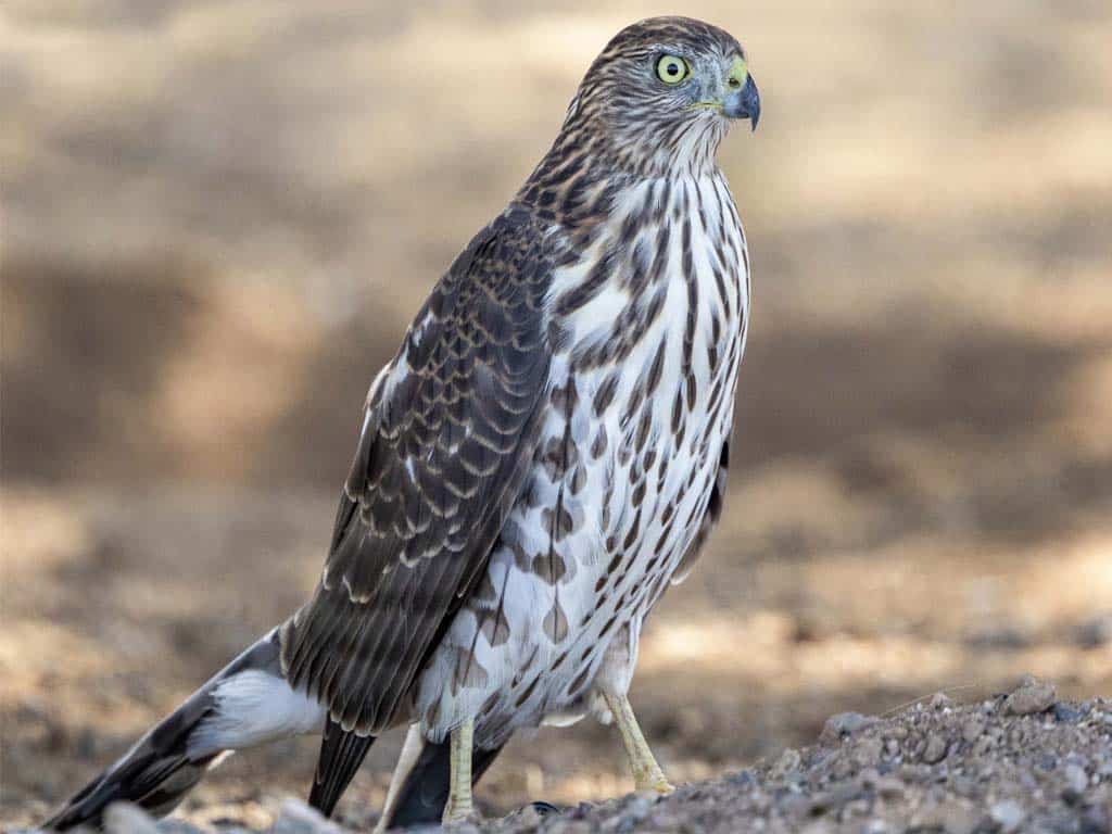 Cooper's Hawk