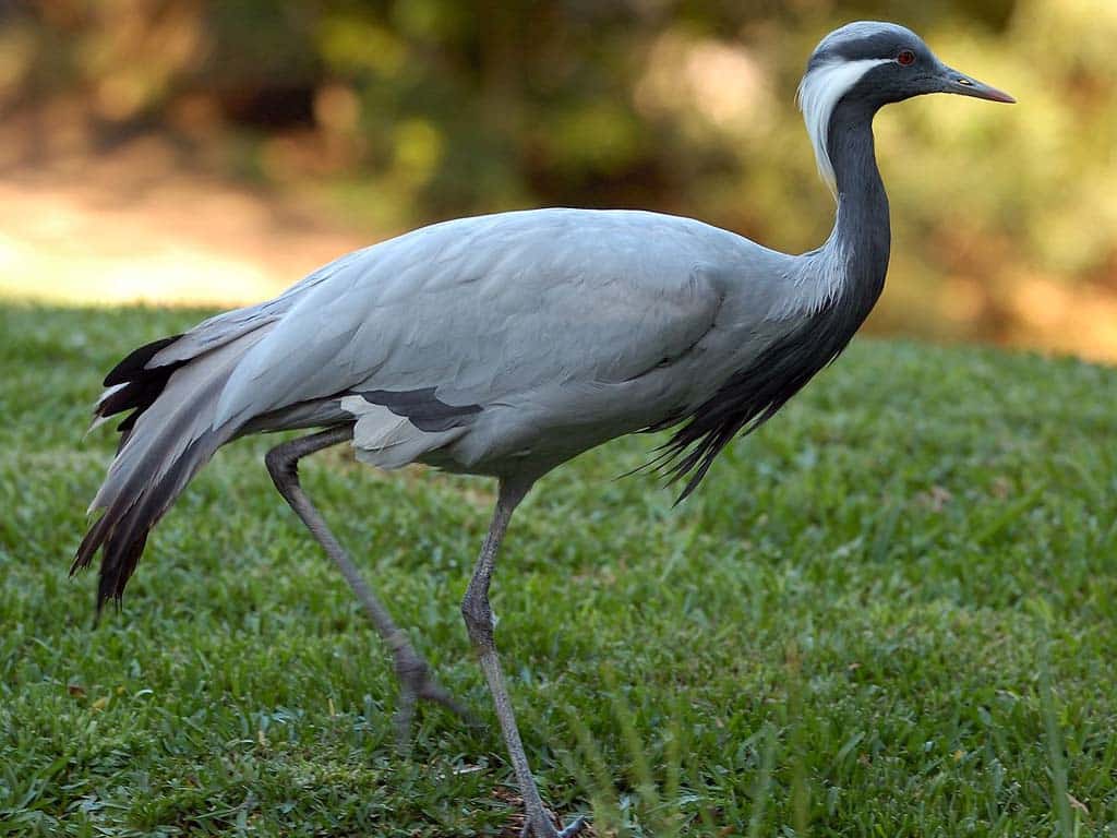 Crane and Heron Ecosystem Contributions