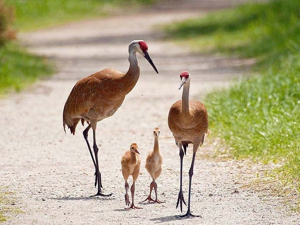 Crane vs. Heron Family Trees