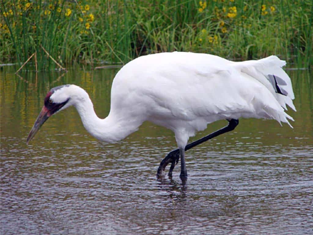 Crane vs. Heron Foraging Techniques