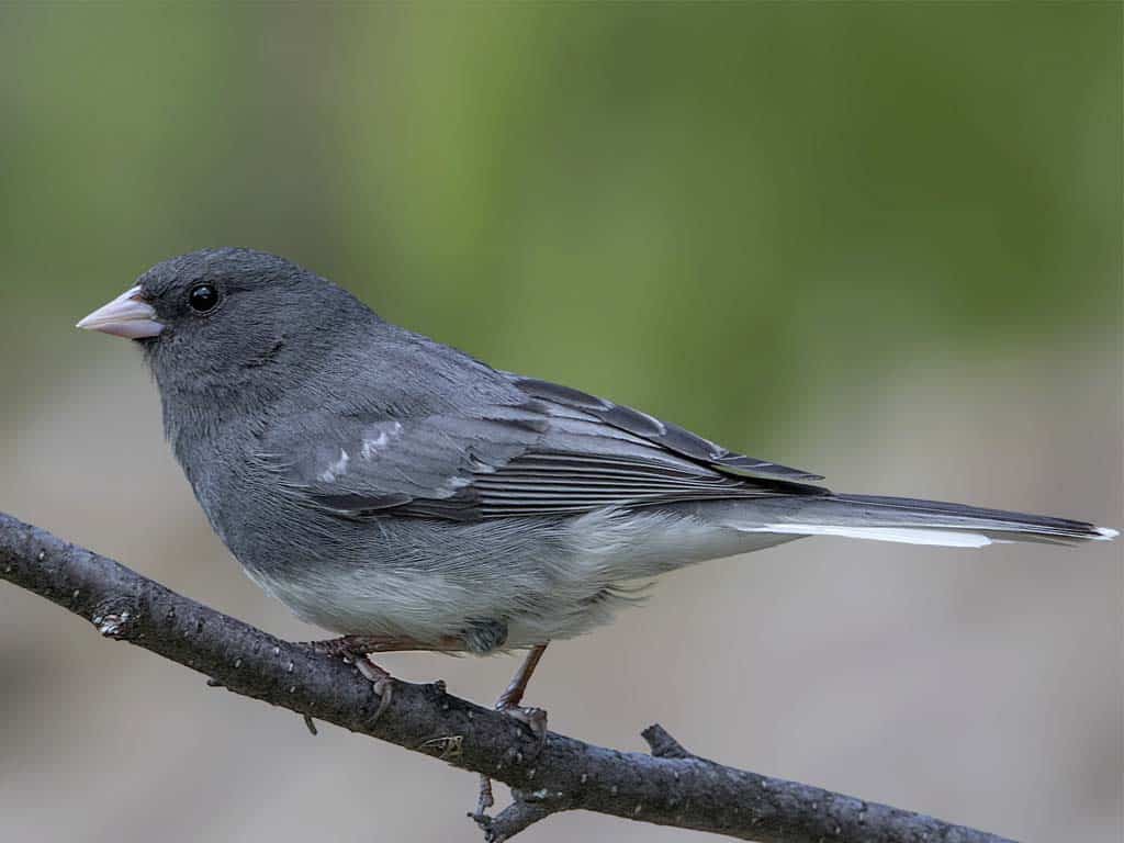 Dark-eyed Junco: A Variable Black Bird with White Belly