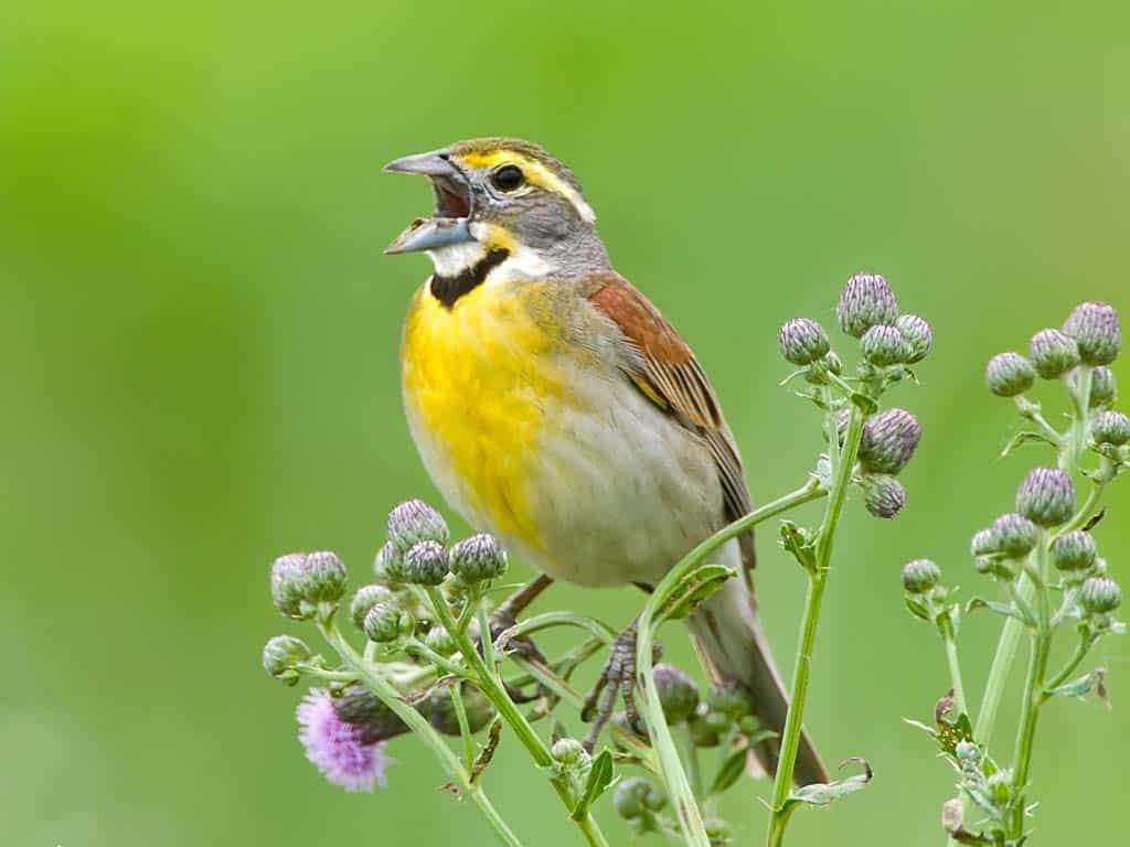 Dickcissel