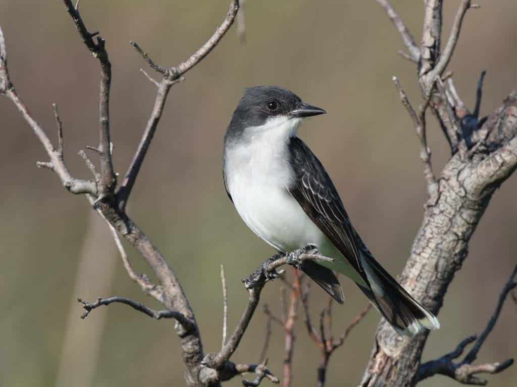 Eastern Kingbird: A Regal Black Bird with White Belly