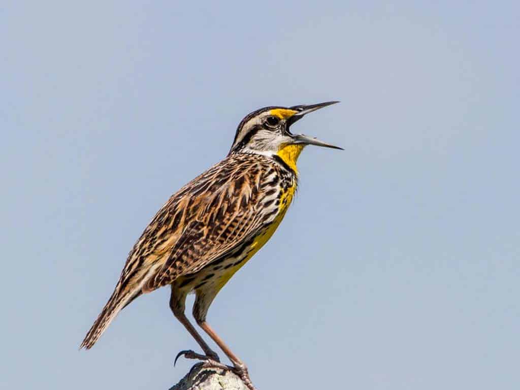 Eastern Meadowlark