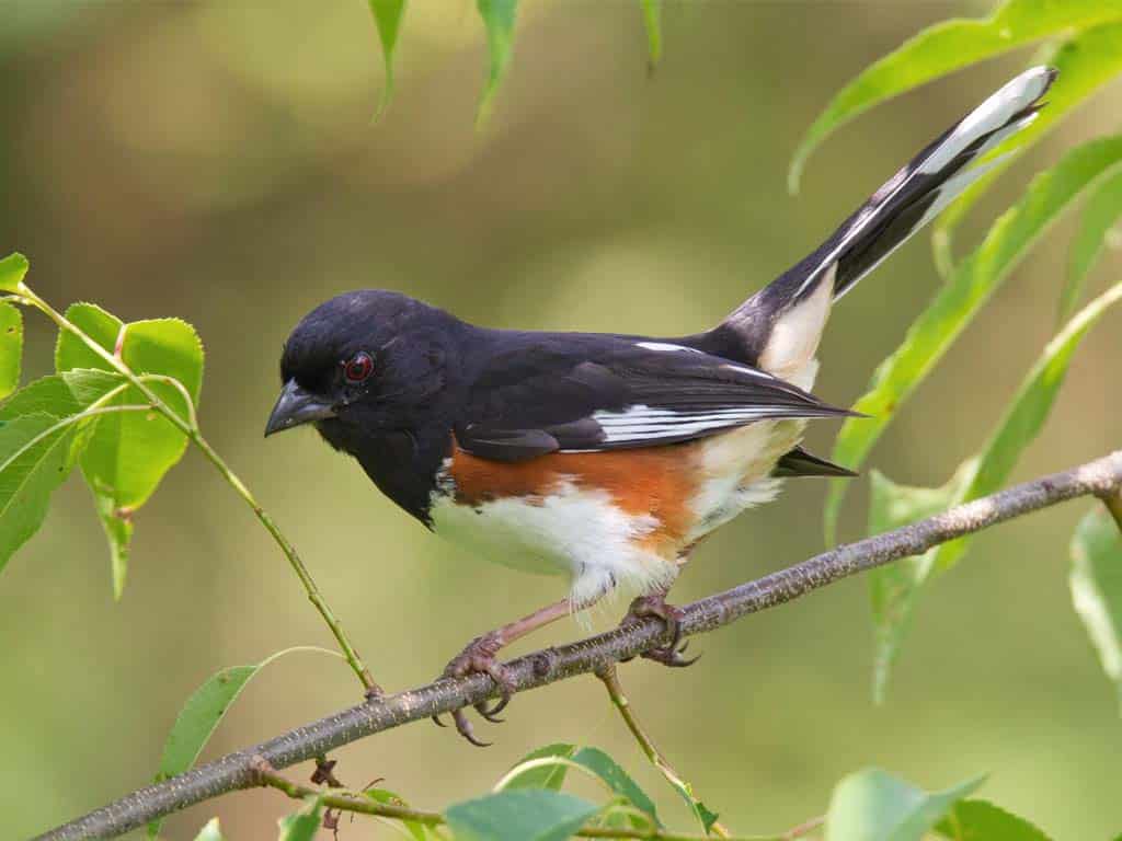 Eastern Towhee: A Striking Black Bird with White Belly