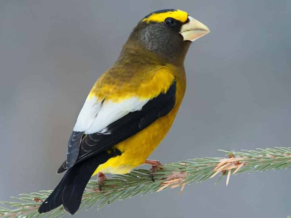 Evening Grosbeak