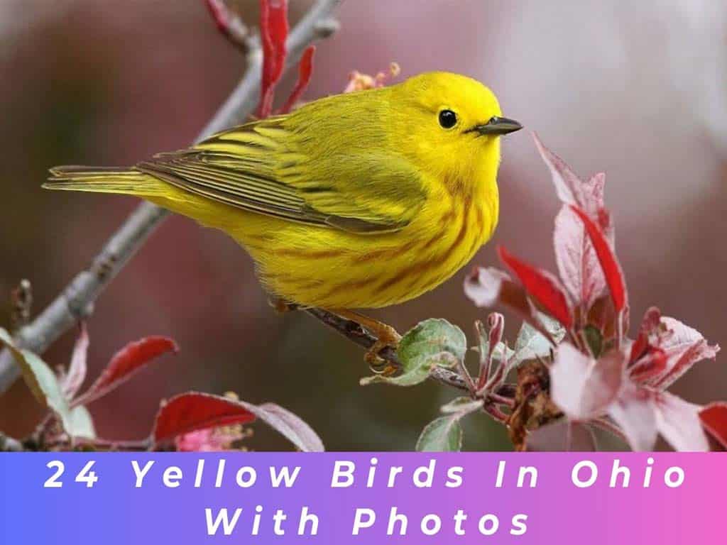 Yellow Finch