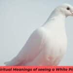 White Pigeon