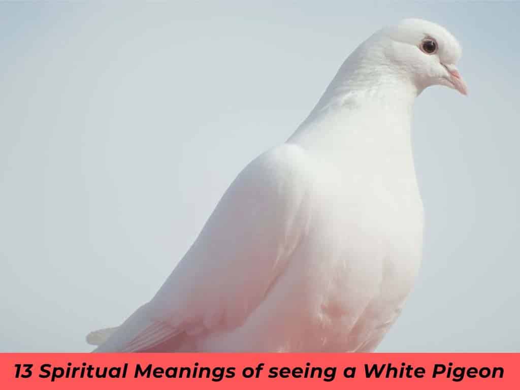 White Pigeon