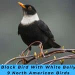 Black Bird With White Belly