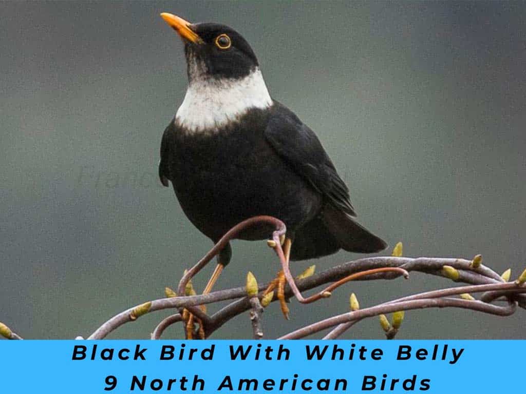 Black Bird With White Belly