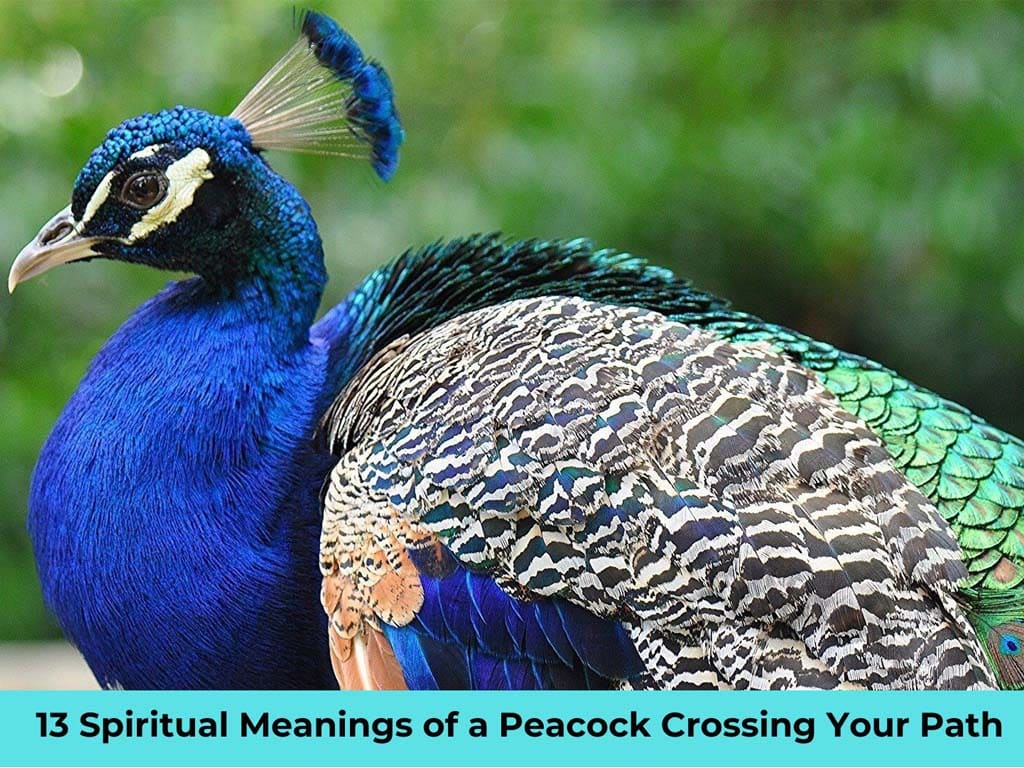 Peacock