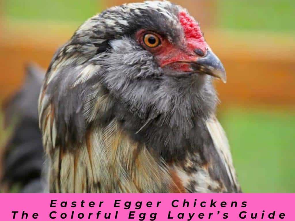 Easter Egger chickens