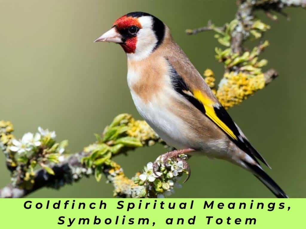 Goldfinch