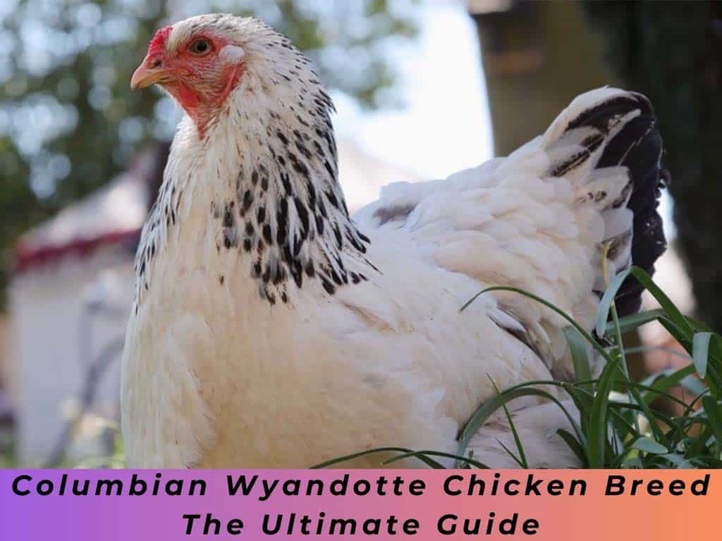 Columbian Wyandotte Chicken