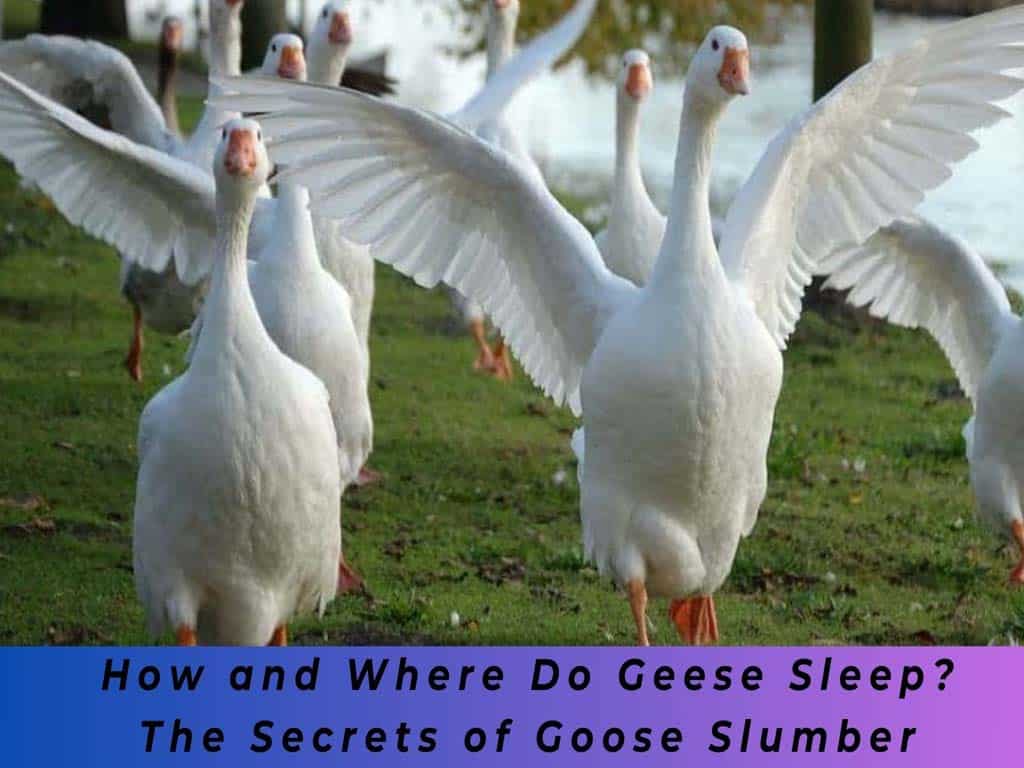 Geese