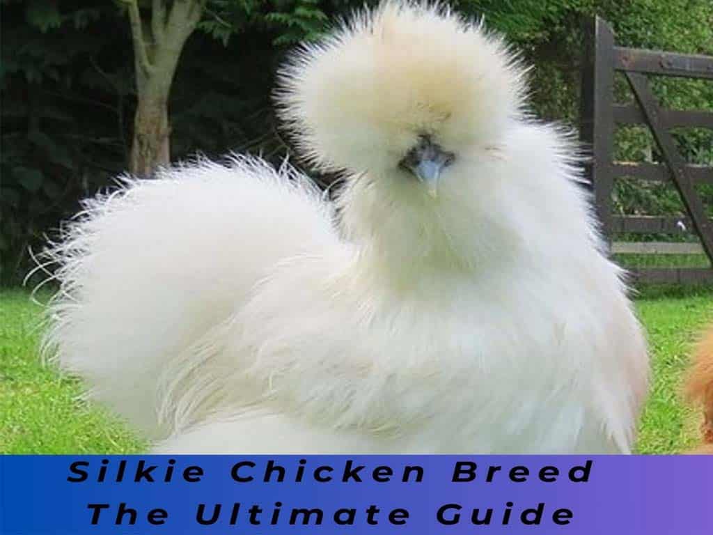 Silkie