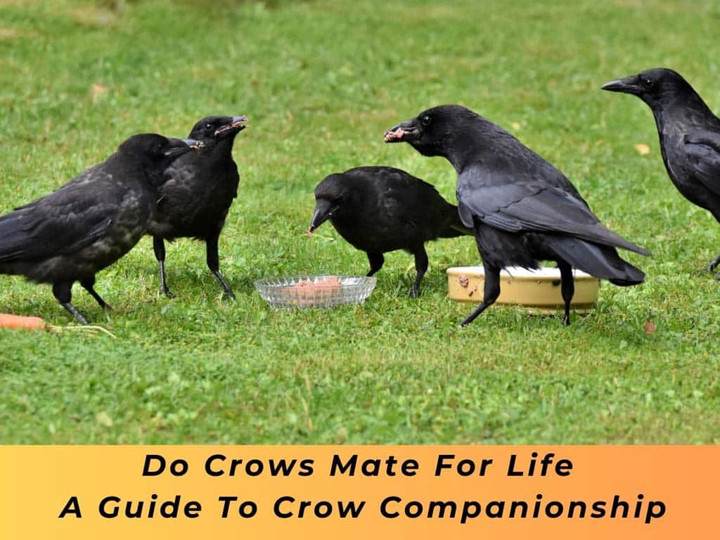 Crows