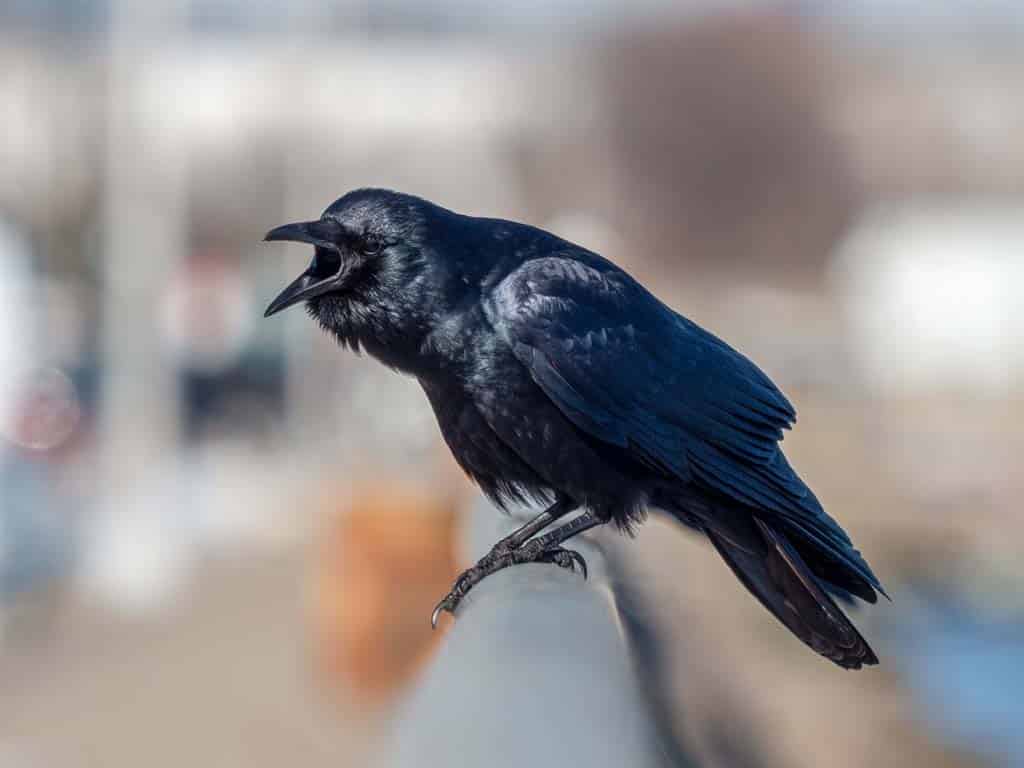 Fish Crow: Do They Prefer Fish or Other Birds?