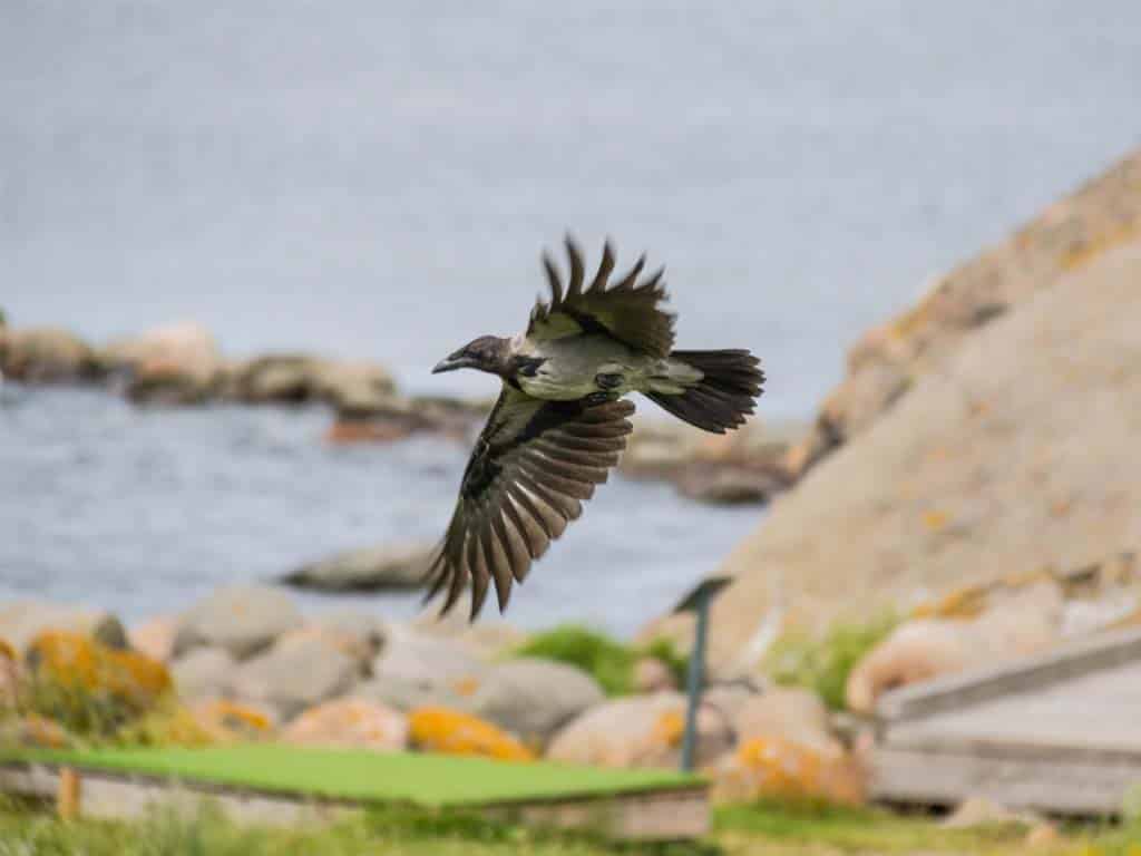 Do Crows Eat Other Birds? Examining the Evidence