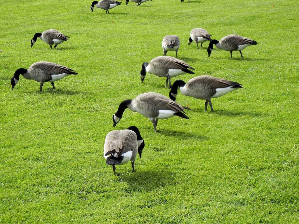 Geese