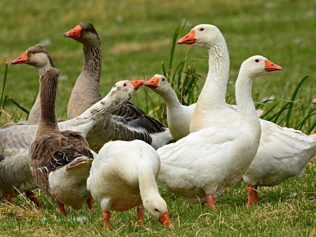 Geese on the grass