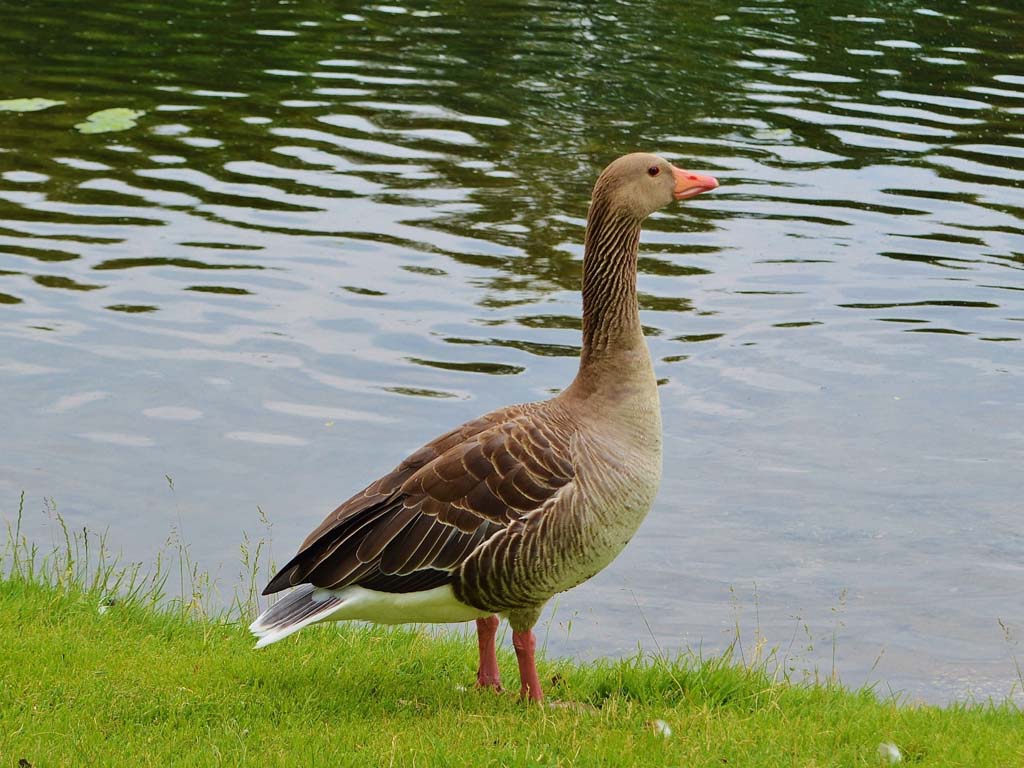 Geese on the grass