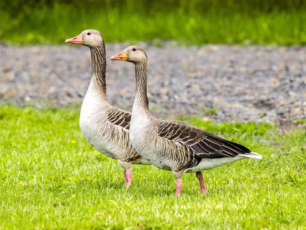 Geese in Park