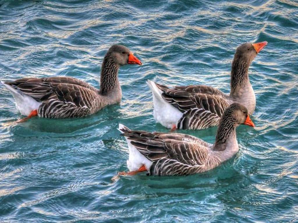 Geese in water