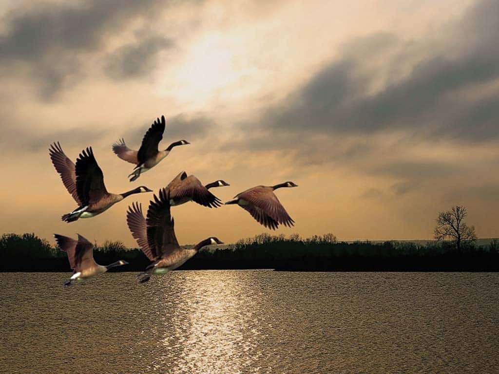 Geese flying in the sky