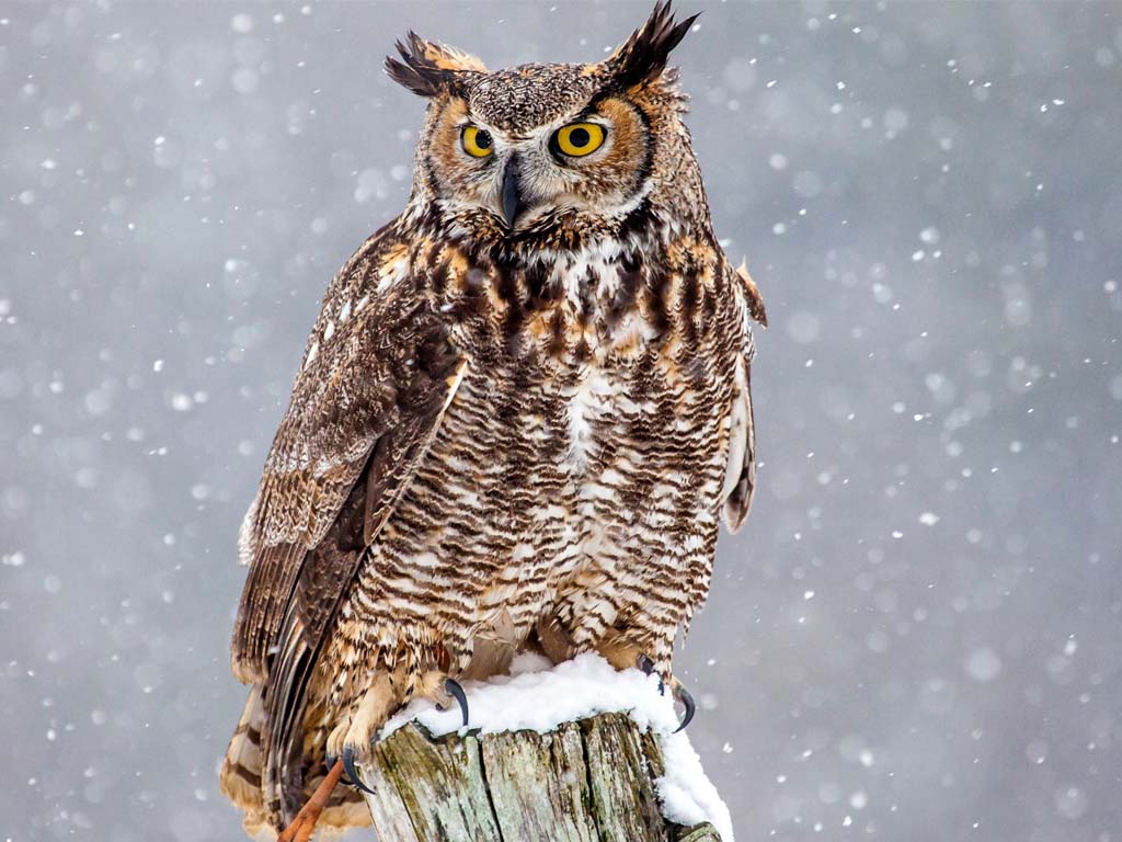 Great Horned Owl