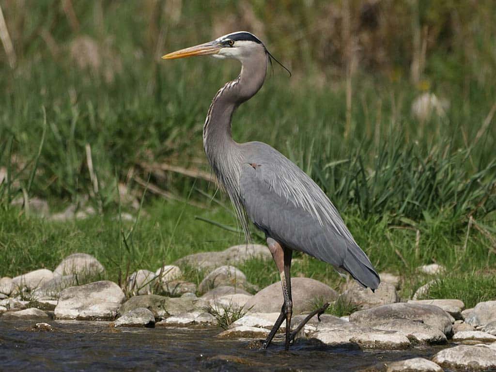 Crane vs. Heron