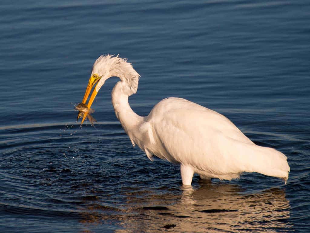 Great Egret: Michigan's Graceful White Heron Giant