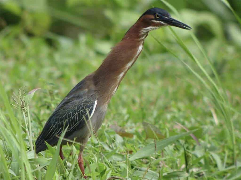 Green Heron: The Clever Michigan Heron Fisher