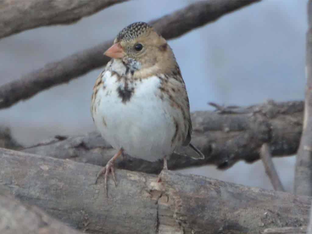 Harris's Sparrow: North America's Largest Black Bird with White Belly