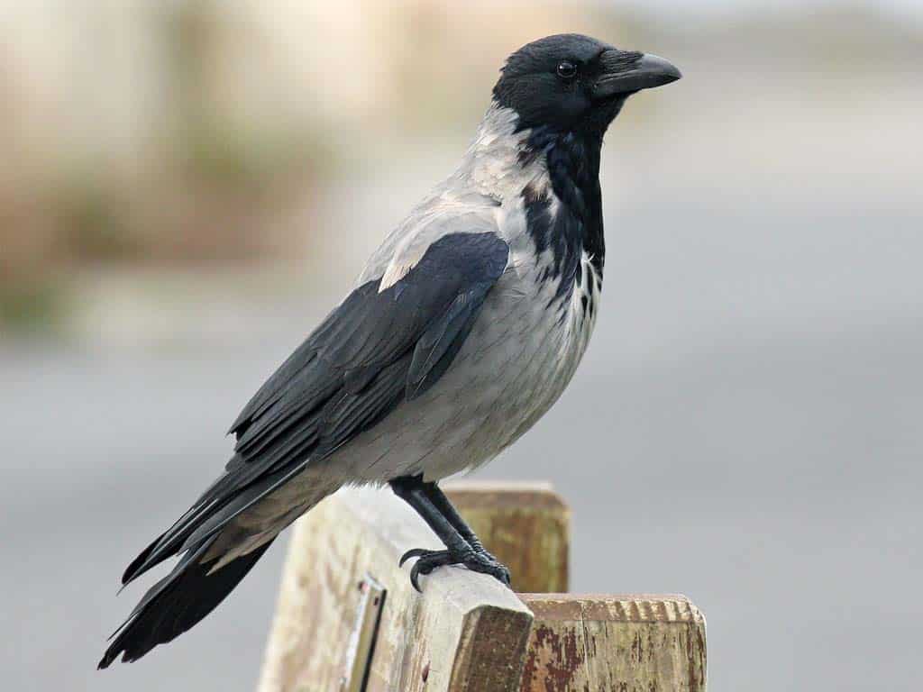 Hooded Crow: What's Their Tendency to Eat Other Birds?