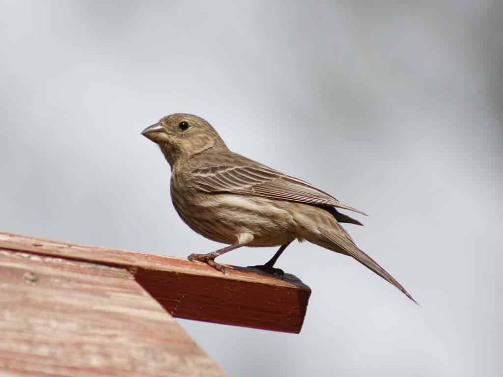 Finches In Florida-House Finch