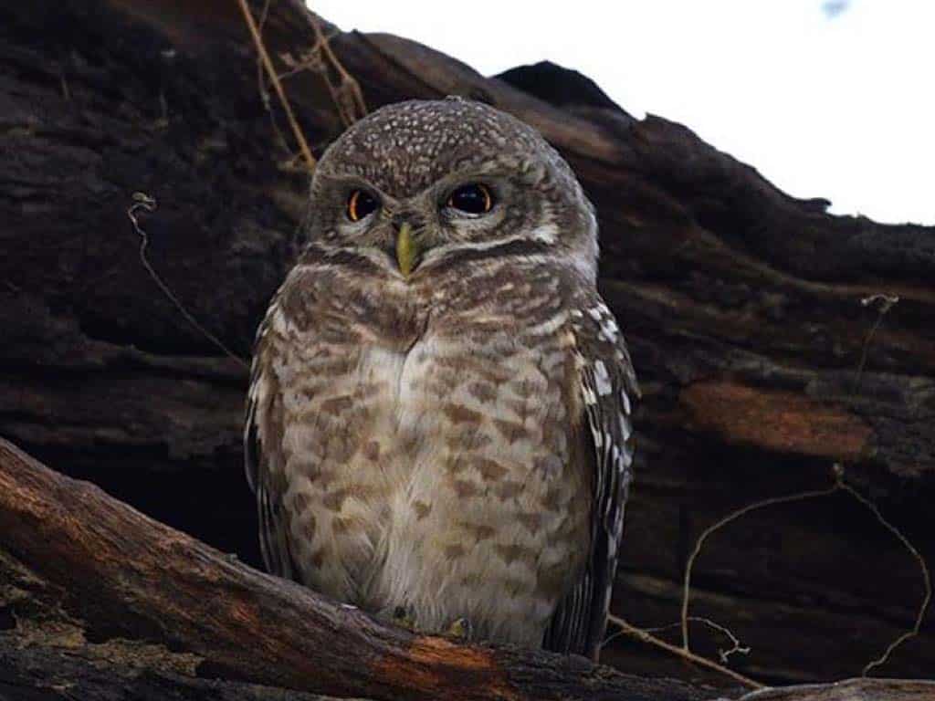 Owls Poop