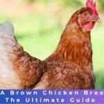 ISA Brown Chicken