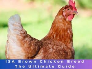 ISA Brown Chicken