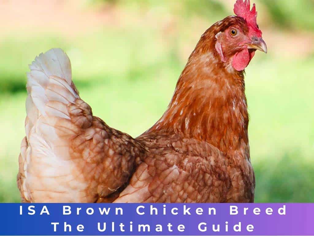 ISA Brown Chicken